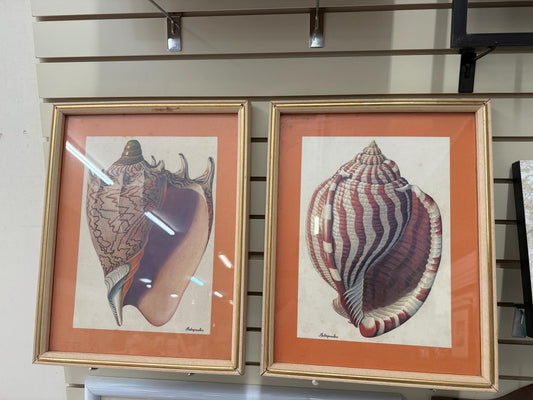 Pair of Sea Shell Pictures