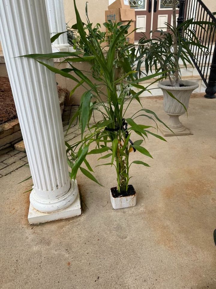 3ft Bamboo Plant