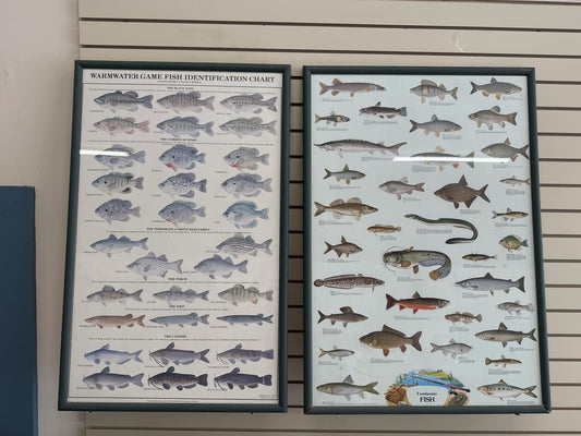 Two Framed Fish Identification Posters