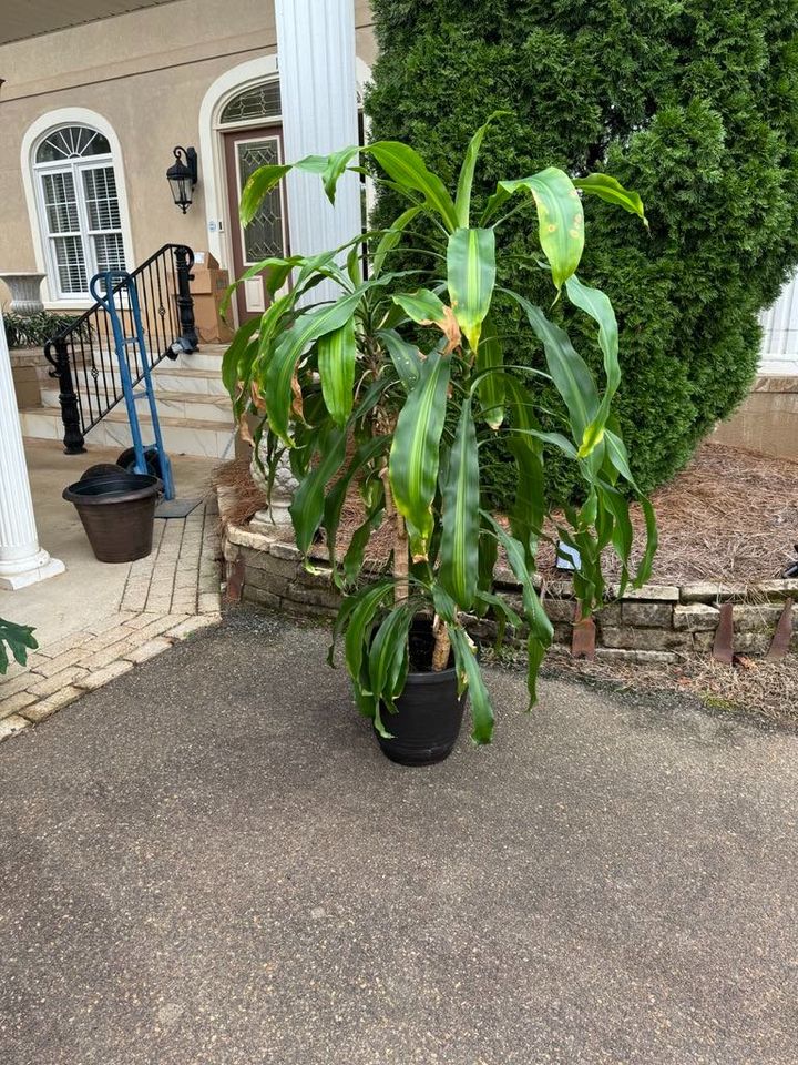 Corn Plant in Tall Black Pot