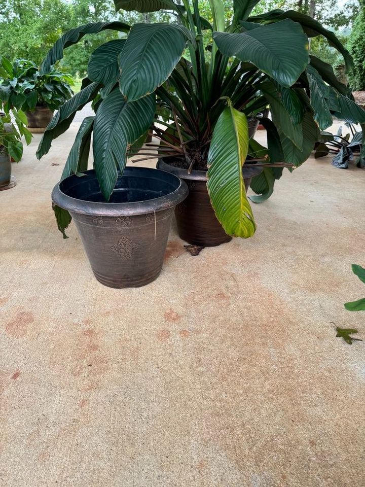 Extra Large Peace Lily with Extra Matching Pot