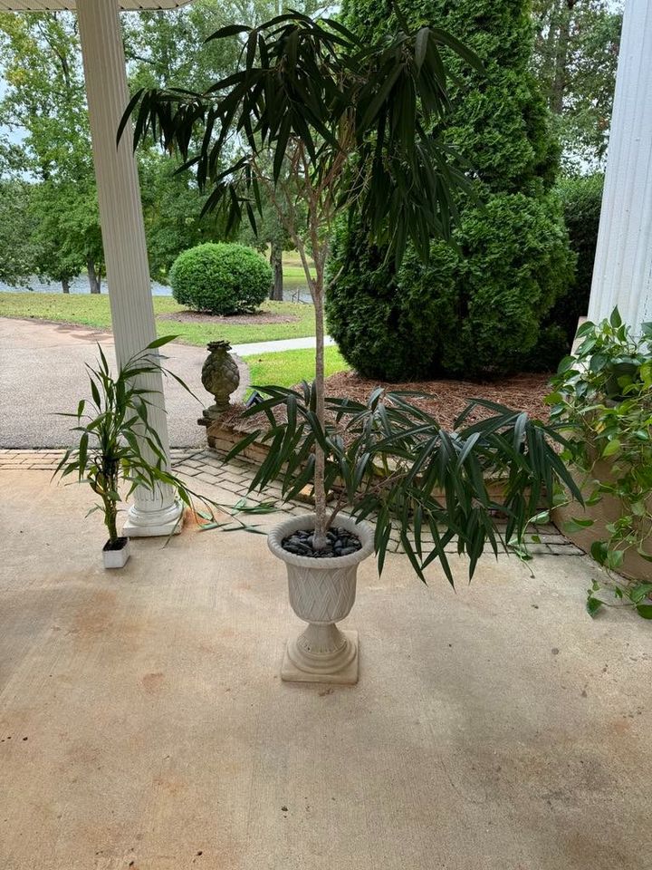 FicusAlii in Beige Planter