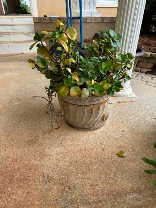 Large Begonia In Decorative Pot