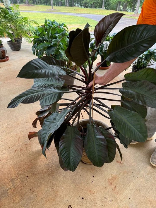 Large Plant in Pale Planter