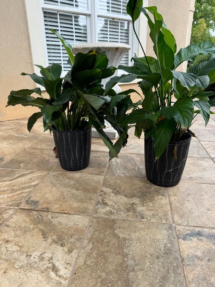 Peace Lilys in Modern Black Pots