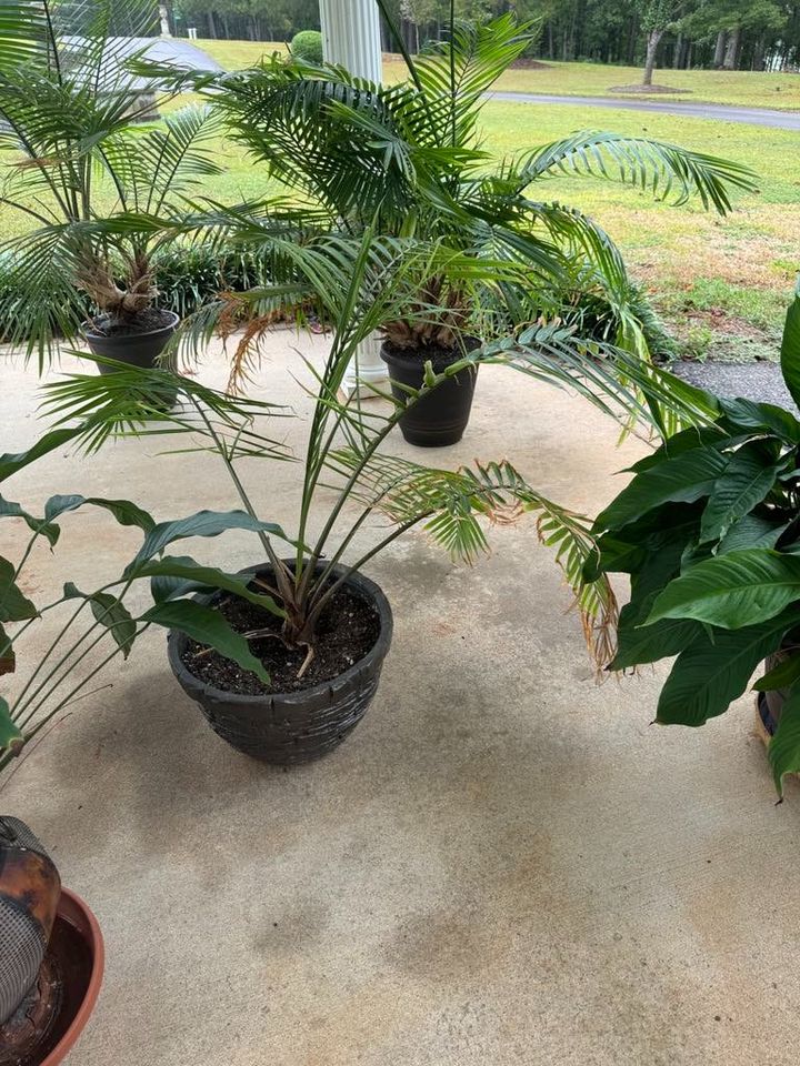 Small Palm in Stone look Pot