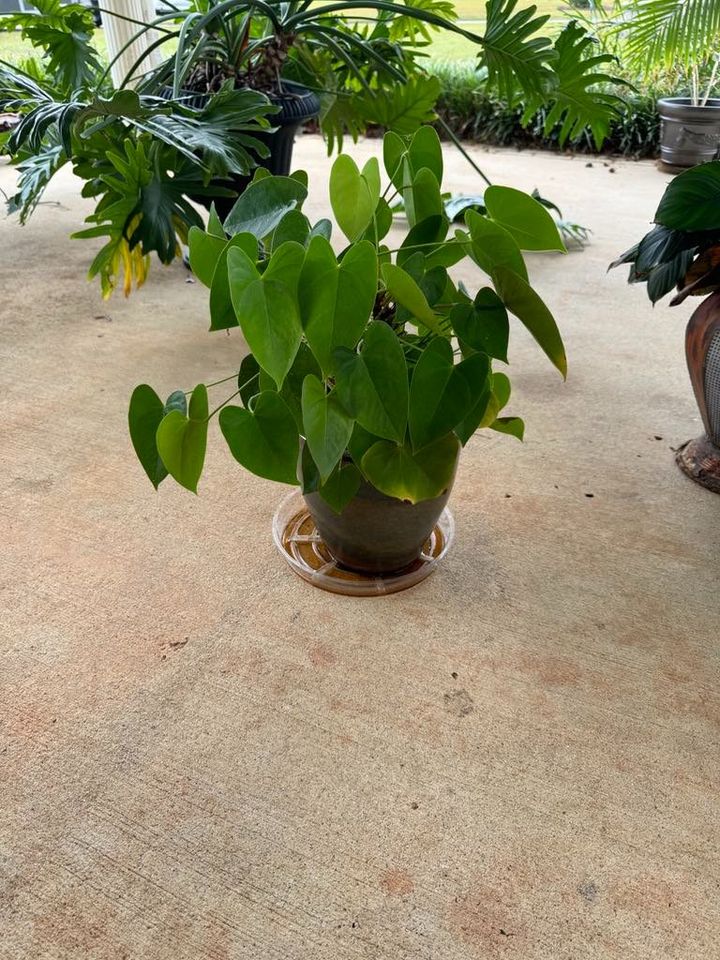 Small Plant in Stoneware Planter