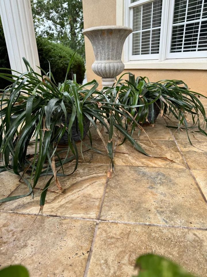 Two Bromeliads in Black Concert Planters