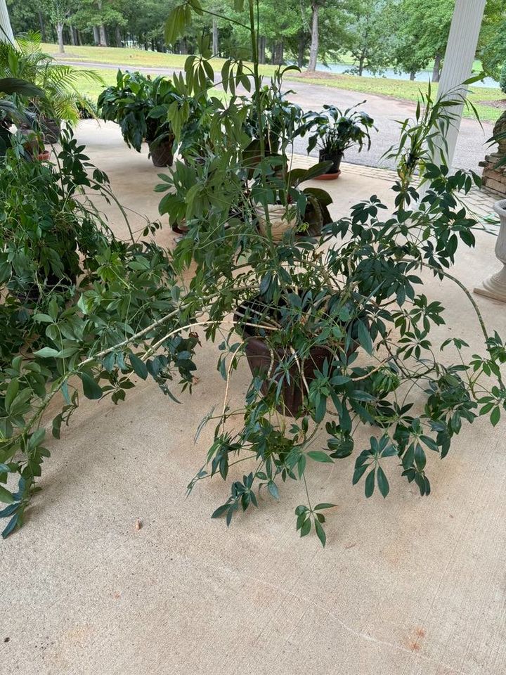 Two Schefflera Plants in Planters